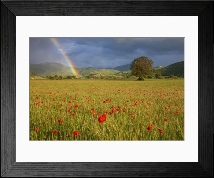Framed Print : Poppies and rainbow, Norcia, Umbria, Italy Framed Print : Poppies and rainbow, Norcia, Umbria, Italy