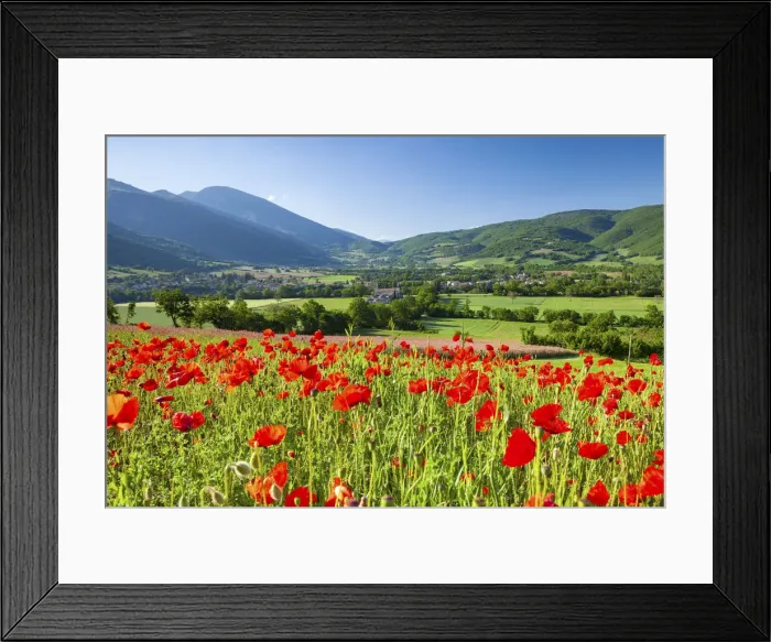 Framed Print : Common poppies in farmland in the Valnerina near Campi, Monti Sibillini National Park