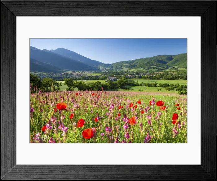 Framed Print : Common poppies and wild flowers in farmland in the Valnerina near Campi Framed Print : Common poppies and wild flowers in farmland in the Valnerina near Campi