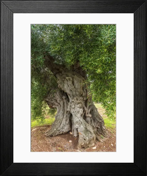 Framed Print : europe, Italy, Apulia. One of the old olive trees near to Ostuni