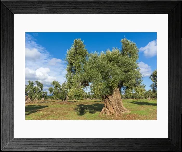 Framed Print : europe, Italy, Apulia. In an olive grove of the millenary olive trees near to Ostuni Framed Print : europe, Italy, Apulia. In an olive grove of the millenary olive trees near to Ostuni