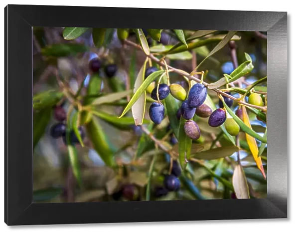 europe, Italy, Apulia. A branch full of nearly ripe olives near to Ostuni
