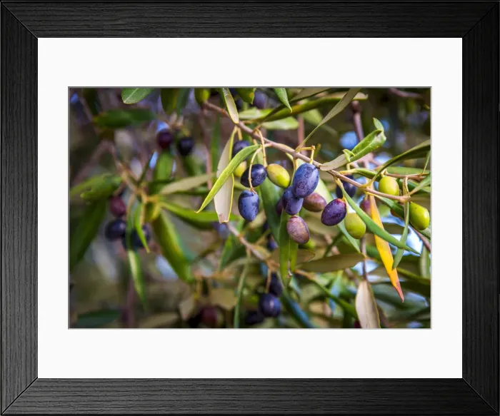 Framed Print : europe, Italy, Apulia. A branch full of nearly ripe olives near to Ostuni Framed Print : europe, Italy, Apulia. A branch full of nearly ripe olives near to Ostuni