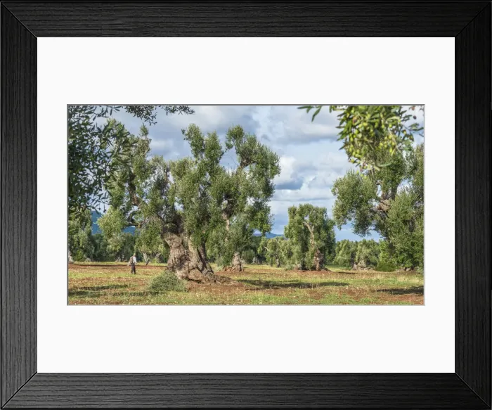 Framed Print : europe, Italy, Apulia. in the olive groves near to Ostuni