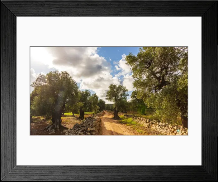 Framed Print : europe, Italy, Apulia. in the olive grove near to Ostuni Framed Print : europe, Italy, Apulia. in the olive grove near to Ostuni