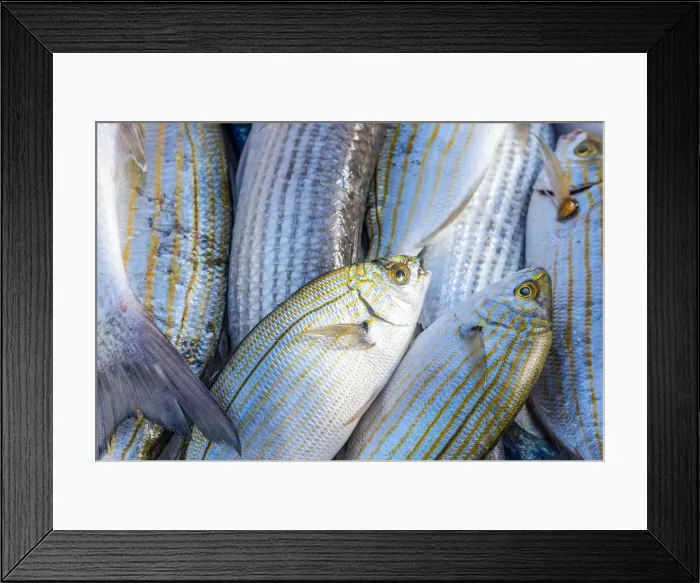 Framed Print : europe, Italy, Apulia. fresh fish in the harbor of Trani Framed Print : europe, Italy, Apulia. fresh fish in the harbor of Trani