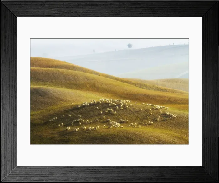 Framed Print : Flock of sheep grazing, Val d Orcia, Tuscany, Italy