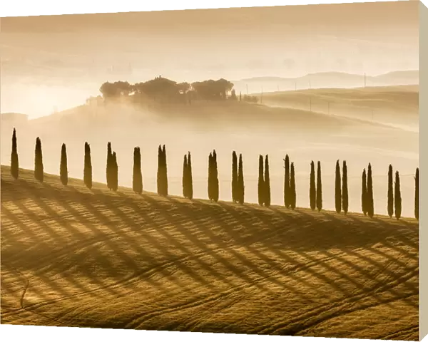 Cypress trees at sunrise in the Val d Orcia, Tuscany, Italy