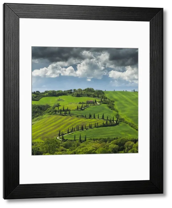 Framed Print : La foce winding road lined with Cypress trees, Val d Orcia, Tuscany, Italy Framed Print : La foce winding road lined with Cypress trees, Val d Orcia, Tuscany, Italy