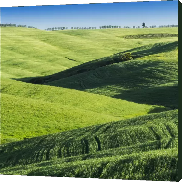 Rolling hills near San Quirico d Orcia, Val d Orcia, Tuscany, Italy