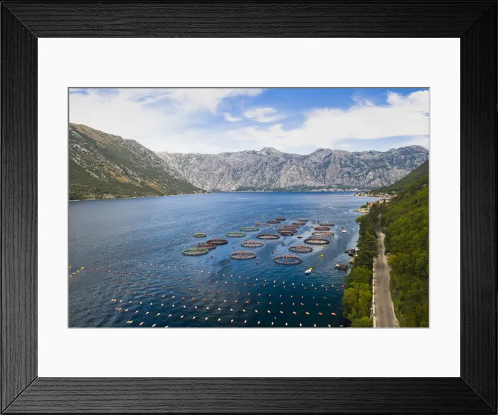 Framed Print : Oyestor Farm in the Bay of Kotor, Kotor, Montenegro Framed Print : Oyestor Farm in the Bay of Kotor, Kotor, Montenegro