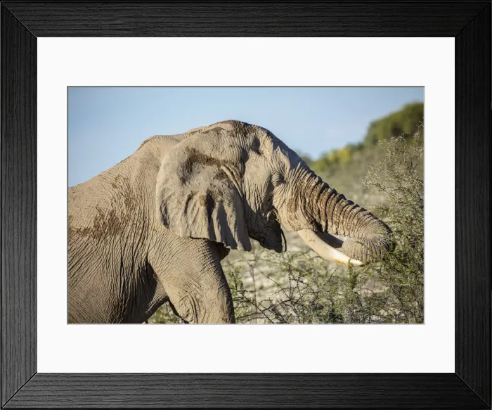 Framed Print : Elephant grazing, Etosha National Park, Etosha, Namibia Framed Print : Elephant grazing, Etosha National Park, Etosha, Namibia