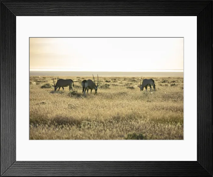 Framed Print : Gemsbok (Oryx gazella) grazing, Etosha National Park, Etosha, Namibia Framed Print : Gemsbok (Oryx gazella) grazing, Etosha National Park, Etosha, Namibia