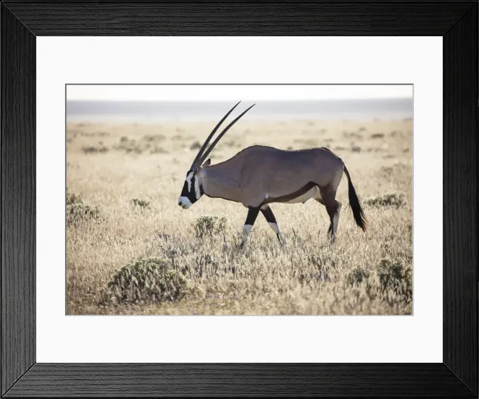 Framed Print : Gemsbok (Oryx gazella), Etosha National Park, Etosha, Namibia Framed Print : Gemsbok (Oryx gazella), Etosha National Park, Etosha, Namibia