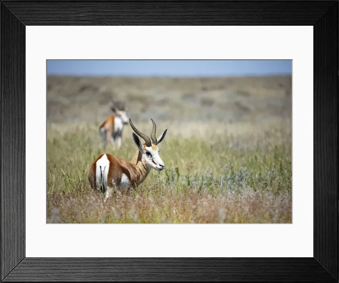 Framed Print : Impala walking, Etosha National Park, Etosha, Namibia