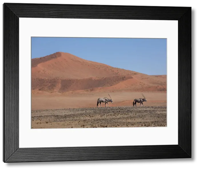 Framed Print : Oryx walk across the desert landscape, Sossusvlei, Namibia Framed Print : Oryx walk across the desert landscape, Sossusvlei, Namibia