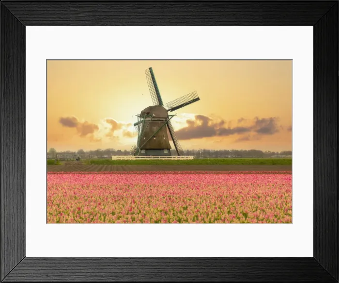 Framed Print : Windmills and tulip field full of flowers in Alkmaar, Netherland. Warm sunset light Framed Print : Windmills and tulip field full of flowers in Alkmaar, Netherland. Warm sunset light
