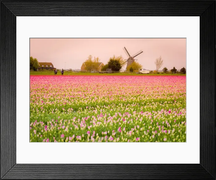 Framed Print : Windmills and tulip fields full of flowers in Netherland