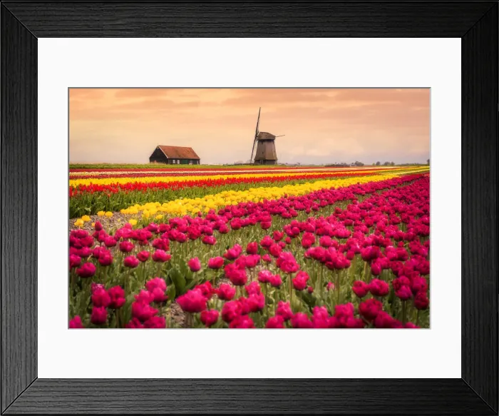 Framed Print : Windmills and tulip field full of flowers in Alkmaar, Netherland. Warm sunset light Framed Print : Windmills and tulip field full of flowers in Alkmaar, Netherland. Warm sunset light
