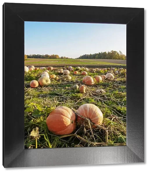 Pumpkins on a field, Niemienice-Kolonia, Lublin Voivodeship, Poland