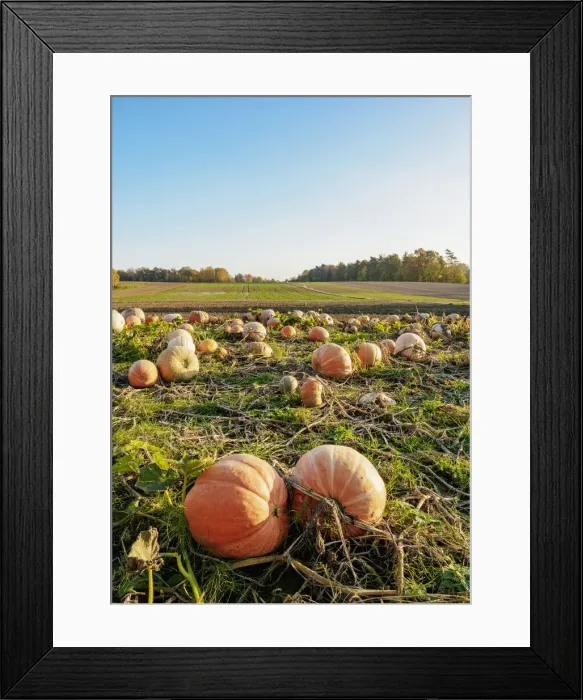 Framed Print : Pumpkins on a field, Niemienice-Kolonia, Lublin Voivodeship, Poland Framed Print : Pumpkins on a field, Niemienice-Kolonia, Lublin Voivodeship, Poland