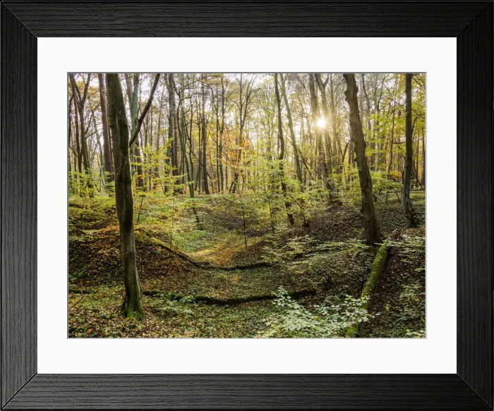 Framed Print : Forest in Wodny Dol Nature Reserve, Lublin Voivodeship, Poland Framed Print : Forest in Wodny Dol Nature Reserve, Lublin Voivodeship, Poland