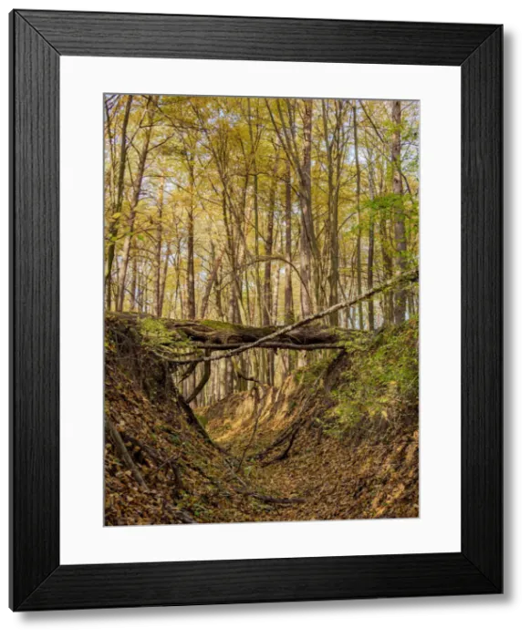 Framed Print : Gorge in Wodny Dol Nature Reserve, Lublin Voivodeship, Poland Framed Print : Gorge in Wodny Dol Nature Reserve, Lublin Voivodeship, Poland