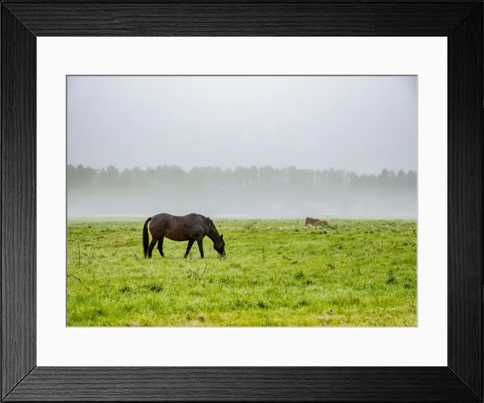 Framed Print : Horses on a foggy field, Solec nad Wisla, Masovian Voivodeship, Poland Framed Print : Horses on a foggy field, Solec nad Wisla, Masovian Voivodeship, Poland