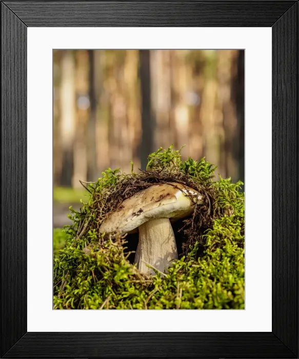 Framed Print : Boletus edulis, Roztocze Forest, Lublin Voivodeship, Poland Framed Print : Boletus edulis, Roztocze Forest, Lublin Voivodeship, Poland