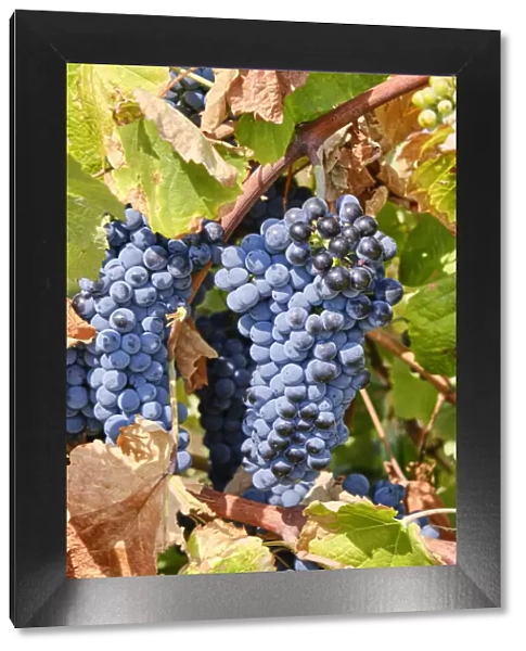 Grapes to produce the glorious Douro wine. Barca d Alva, Alto Douro. Portugal