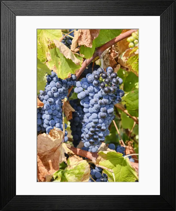 Framed Print : Grapes to produce the glorious Douro wine. Barca d Alva, Alto Douro. Portugal Framed Print : Grapes to produce the glorious Douro wine. Barca d Alva, Alto Douro. Portugal