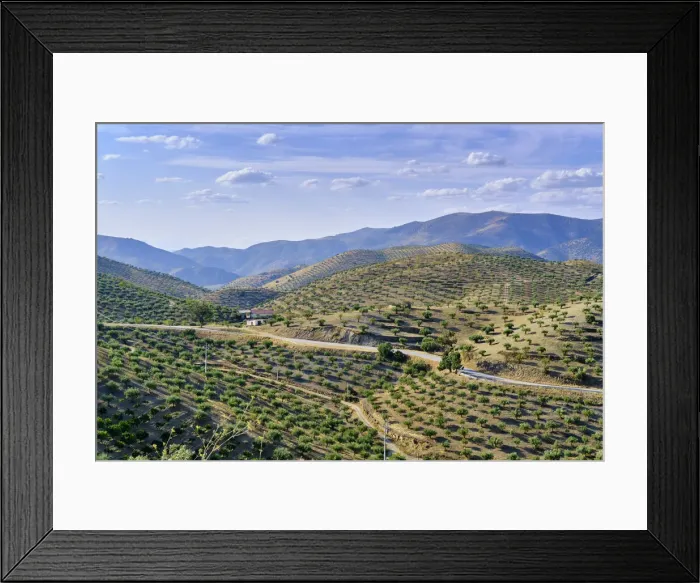 Framed Print : Mountains full of olive trees near Barca d Alva, Alto Douro Framed Print : Mountains full of olive trees near Barca d Alva, Alto Douro