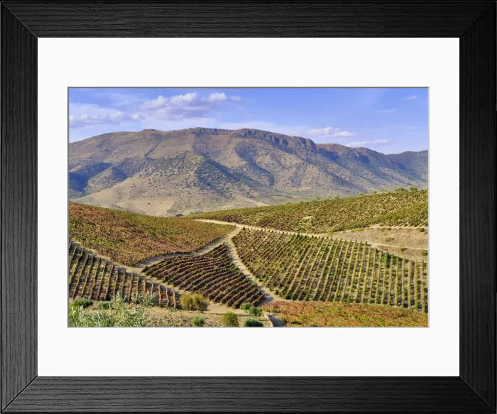 Framed Print : Vineyards near Barca d Alva, Alto Douro. A Unesco World Heritage Site. Portugal Framed Print : Vineyards near Barca d Alva, Alto Douro. A Unesco World Heritage Site. Portugal
