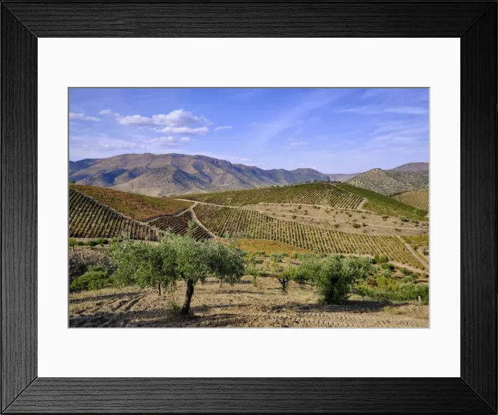 Framed Print : Vineyards and olive trees, the main crops around Barca d Alva, Alto Douro Framed Print : Vineyards and olive trees, the main crops around Barca d Alva, Alto Douro