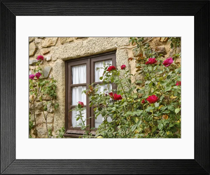 Framed Print : A window and roses at Castelo Rodrigo. Beira Alta, Portugal Framed Print : A window and roses at Castelo Rodrigo. Beira Alta, Portugal