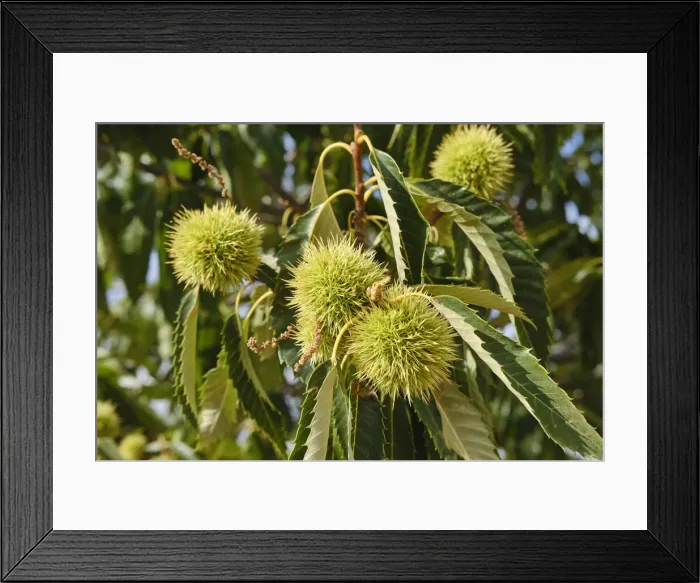 Framed Print : Chestnuts. Vila Cha da Braciosa, Tras os Montes. Portugal Framed Print : Chestnuts. Vila Cha da Braciosa, Tras os Montes. Portugal