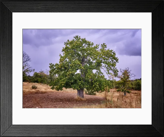 Framed Print : Chestnut tree. Vila Cha da Braciosa, Tras os Montes. Portugal Framed Print : Chestnut tree. Vila Cha da Braciosa, Tras os Montes. Portugal