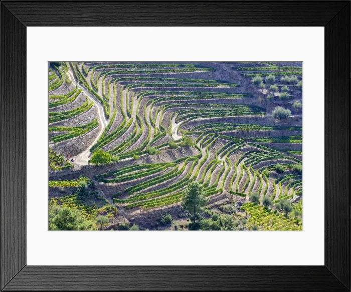 Framed Print : Vale de Mendiz, a valley spreading along the road from Alijo to Pinhao, is full of vineyards to produce the world famous Port wine and the Douro wine. A UNESCO World Heritage Site, Portugal