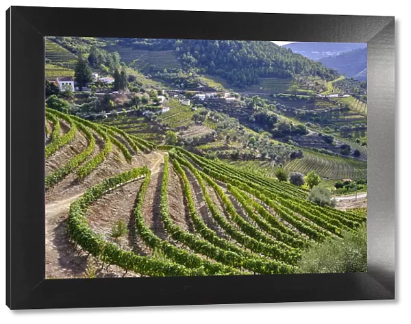 Vale de Mendiz, a valley spreading along the road from Alijo to Pinhao, is full of vineyards to produce the world famous Port wine and the Douro wine. A UNESCO World Heritage Site, Portugal