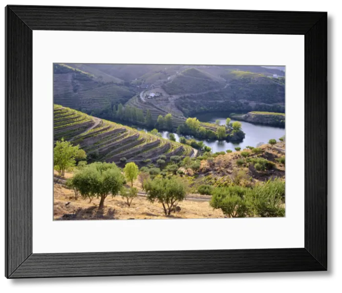 Framed Print : River Tedo, a tributary of the Douro river, and Quinta do Tedo with the terraced Framed Print : River Tedo, a tributary of the Douro river, and Quinta do Tedo with the terraced