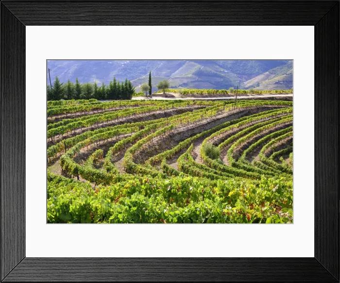 Framed Print : Vineyards at Quinta do Silva. Vale Mendiz, Alto Douro. A UNESCO World Heritage Site. Portugal Framed Print : Vineyards at Quinta do Silva. Vale Mendiz, Alto Douro. A UNESCO World Heritage Site. Portugal