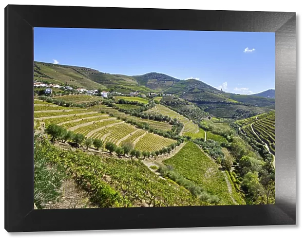 Terraced vineyards at Vale do Rio Torto, Casais do Douro
