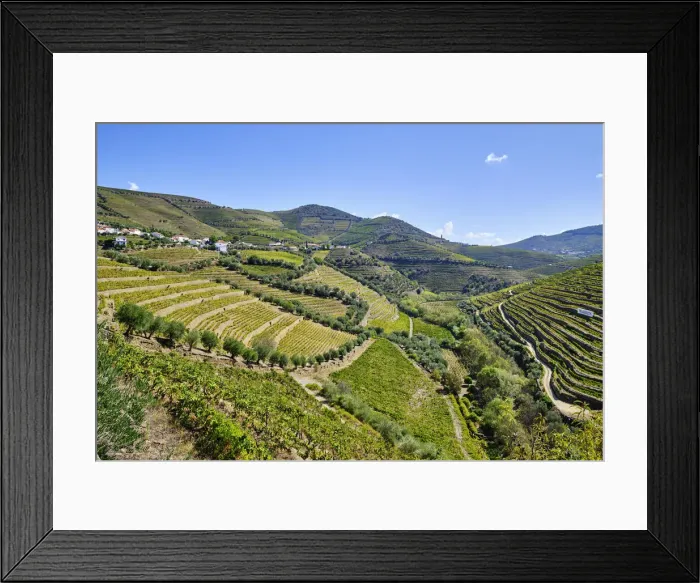 Framed Print : Terraced vineyards at Vale do Rio Torto, Casais do Douro Framed Print : Terraced vineyards at Vale do Rio Torto, Casais do Douro