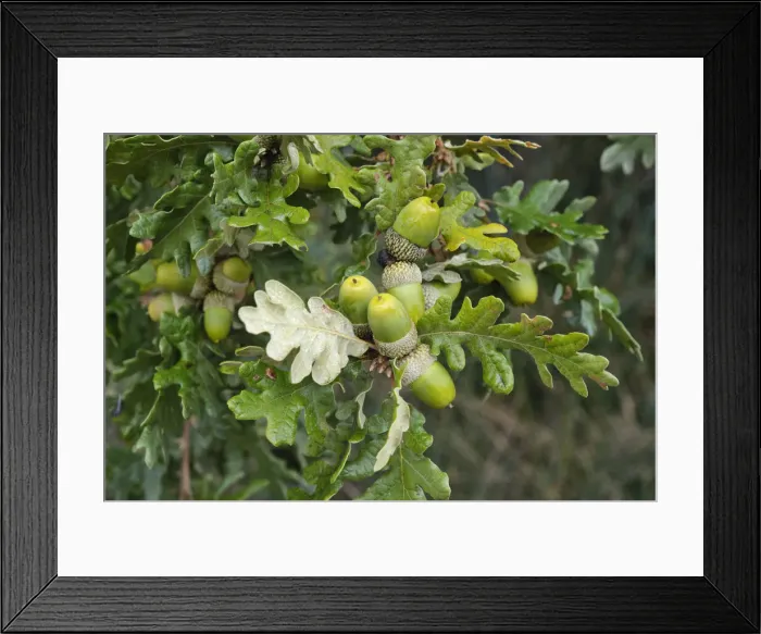 Framed Print : Oak acorns. Folgosa do Douro. Alto Douro, a Unesco World heritage site. Portugal Framed Print : Oak acorns. Folgosa do Douro. Alto Douro, a Unesco World heritage site. Portugal