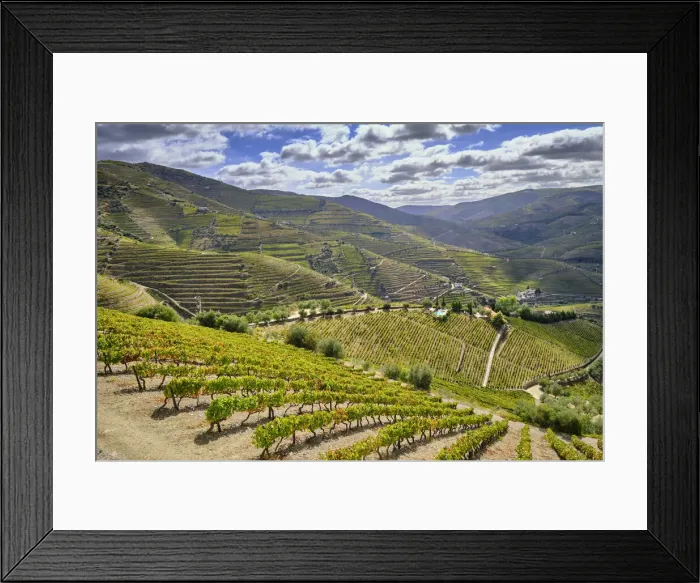 Framed Print : Terraced vineyards at Ervedosa do Douro. Alto Douro, a Unesco World heritage site Framed Print : Terraced vineyards at Ervedosa do Douro. Alto Douro, a Unesco World heritage site