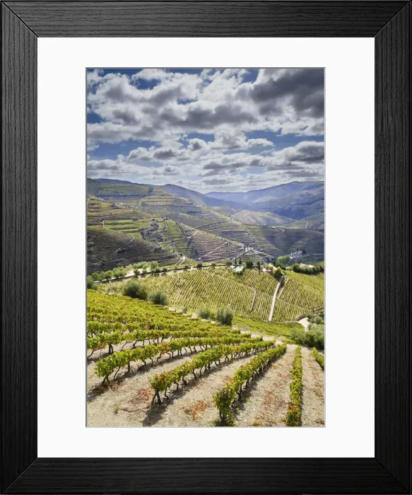 Framed Print : Terraced vineyards at Ervedosa do Douro. Alto Douro, a Unesco World heritage site Framed Print : Terraced vineyards at Ervedosa do Douro. Alto Douro, a Unesco World heritage site
