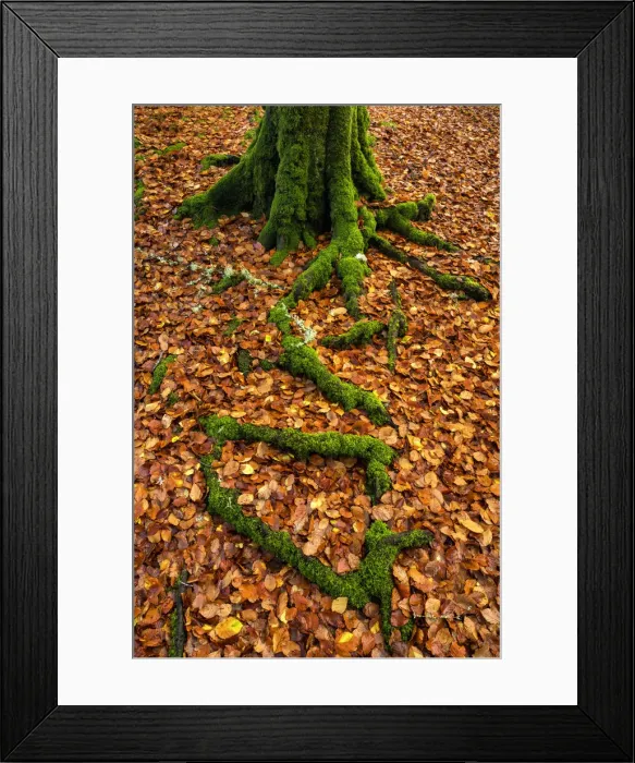 Framed Print : Moss-covered Tree Roots & Fallen Beech Leaves, Birks of Aberfeldy, Perth & Kinross Framed Print : Moss-covered Tree Roots & Fallen Beech Leaves, Birks of Aberfeldy, Perth & Kinross
