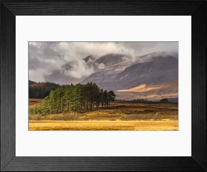 Framed Print : Autumn LIght on Pine Trees, Argyll & Bute, Scotland