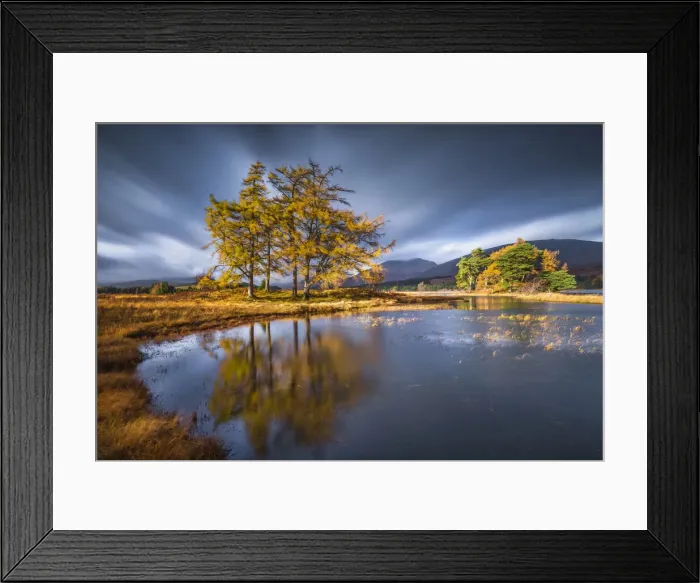 Framed Print : Larch Trees Reflecting in Loch Tulla in Autumn, Argyll & Bute, Scotland Framed Print : Larch Trees Reflecting in Loch Tulla in Autumn, Argyll & Bute, Scotland