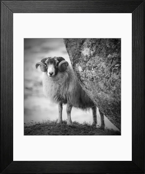 Framed Print : Sheep sheltering behind boulder, Isle of Harris, Scotland Framed Print : Sheep sheltering behind boulder, Isle of Harris, Scotland